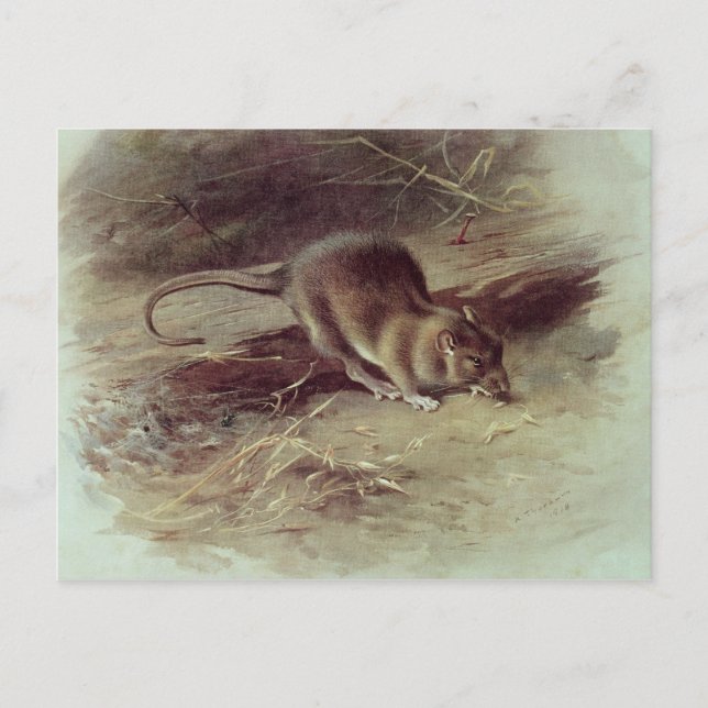 Rat Brown 1918 Postkarte (Vorderseite)