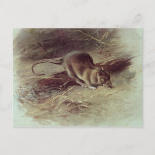 Rat Brown 1918 Postkarte