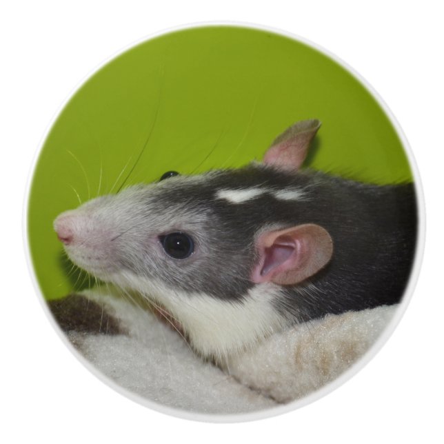 Rat Dresser Knob Keramikknauf (Vorderseite)
