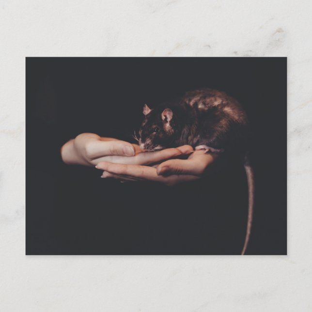 Rat in der Hand... Postkarte (Vorderseite)