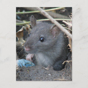 Rat in einem Loch Postkarte
