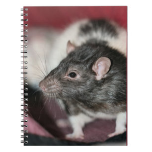 Rat Notizblock