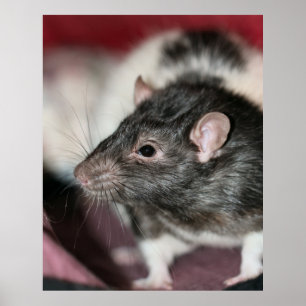 Rat Poster