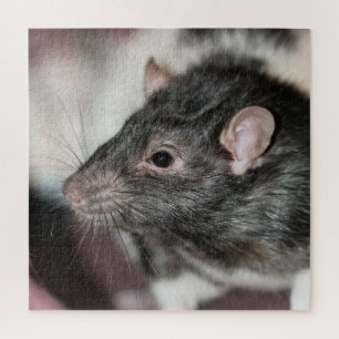 Rat Puzzle