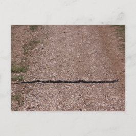 Rat Snake Postkarte