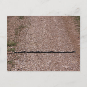 Rat Snake Postkarte