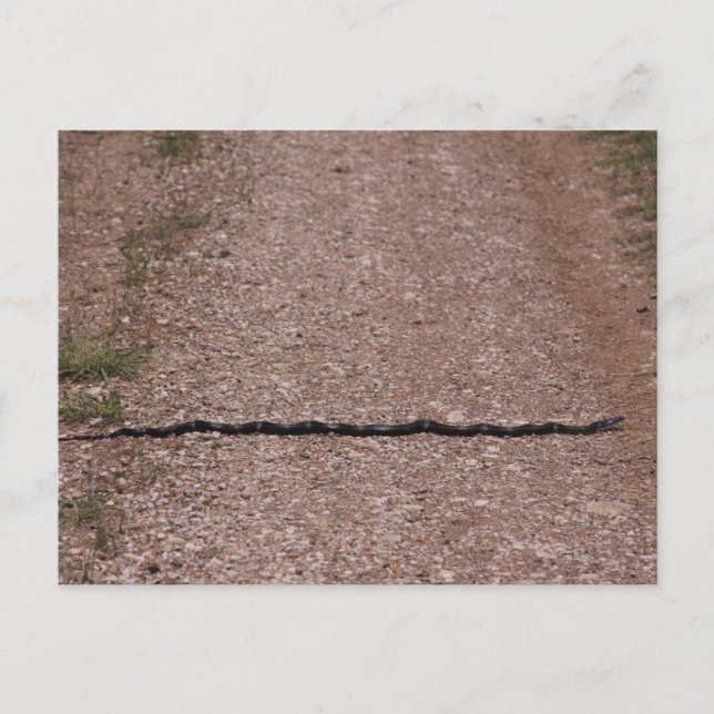 Rat Snake Postkarte (Vorderseite)