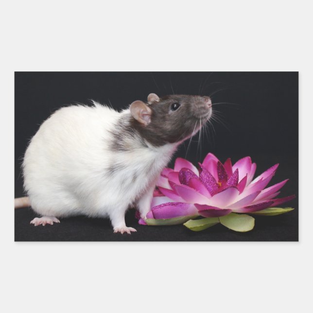 Rat Stickers (Vorderseite)