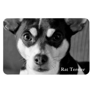 Rat Terrier, Black & White Magnet