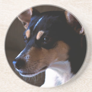 Rat Terrier Getränkeuntersetzer