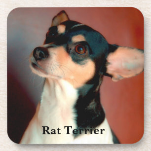 Rat Terrier Getränkeuntersetzer