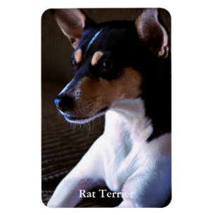 Rat Terrier Magnet