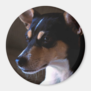 Rat Terrier Magnet 2, Farbe, rund 3 Zoll