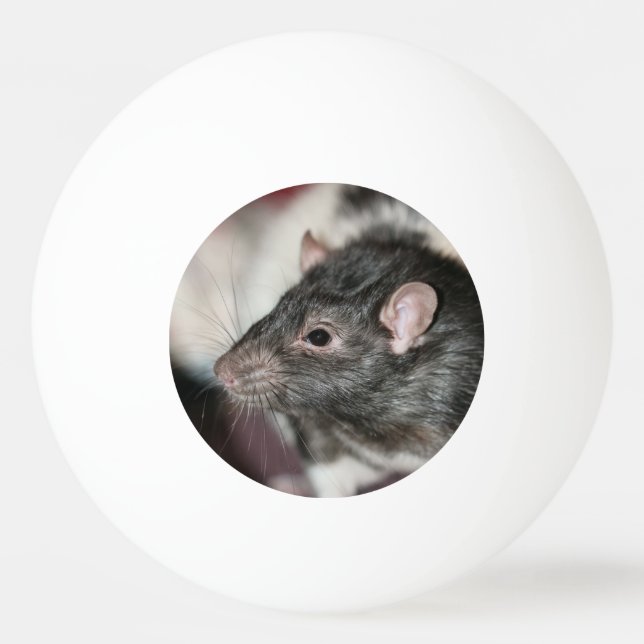 Rat Tischtennisball (Vorderseite)