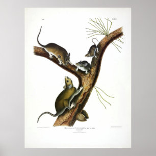 Rat von Florida (Eastern Woodrat) von Audubon Poster
