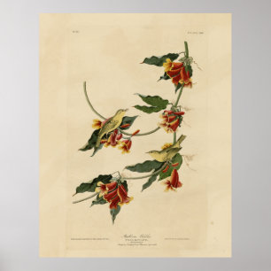 Rathbone (gelb) Warbler Audubon Birds of America Poster