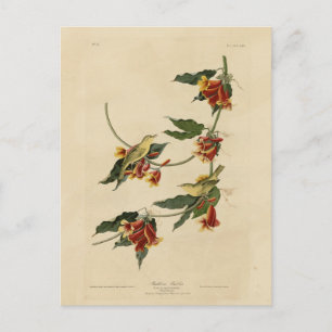 Rathbone (gelb) Warbler Audubon Birds of America Postkarte