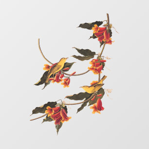 Rathbone's Warbler Song Bird auf der Kreuzung Fensteraufkleber