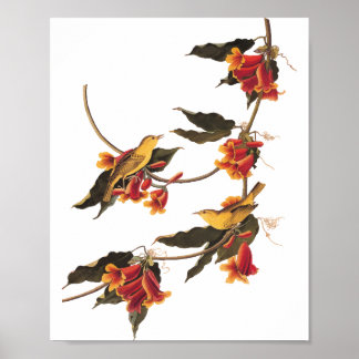 Rathbone's Warbler Song Bird auf der Kreuzung Poster