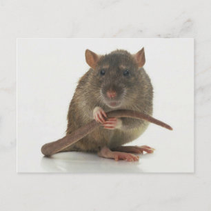 Rats! Postkarte
