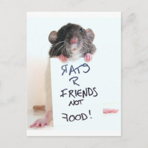 Rats R Friends Not Food 2 Postkarte