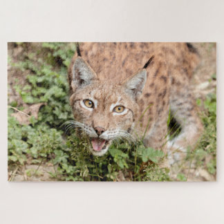 Rätsel Foto lynx , Tiere. Puzzle