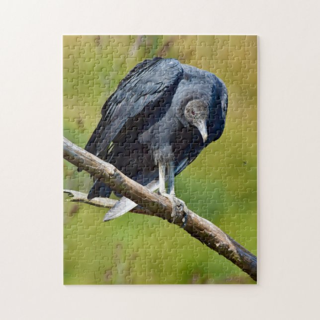 Rätsel Schwarzgeier-Wildlife Puzzle (Vertikal)