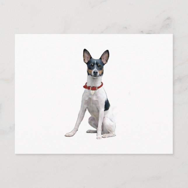 Ratt Terrier (A) Postkarte (Vorderseite)
