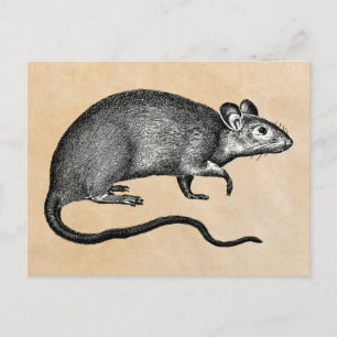 Ratte Halloween Vintage Postkarte