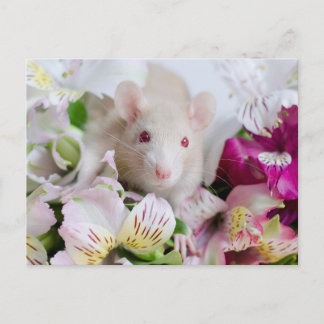 Ratte in Blume. Postkarte