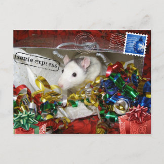 Ratte in einem Beutel Postkarte