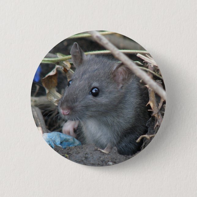 Ratte in einem Lochknopf Button (Vorderseite)