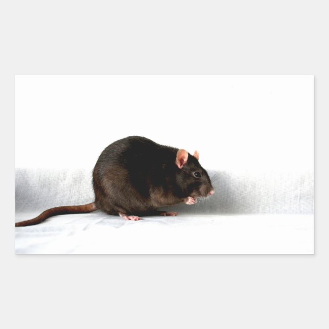 Ratte stcna rechteckiger aufkleber (Vorderseite)