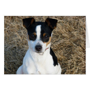 Ratte Terrier