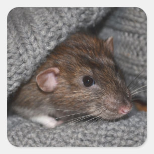 Ratten-Aufkleber Quadratischer Aufkleber