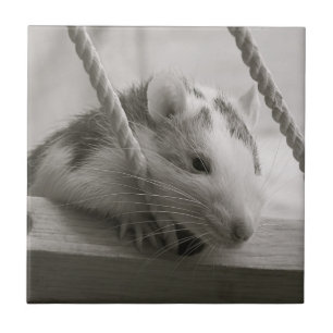 Ratten-Fliese Fliese