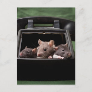 Ratten gestochen postkarte