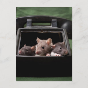 Ratten gestochen postkarte