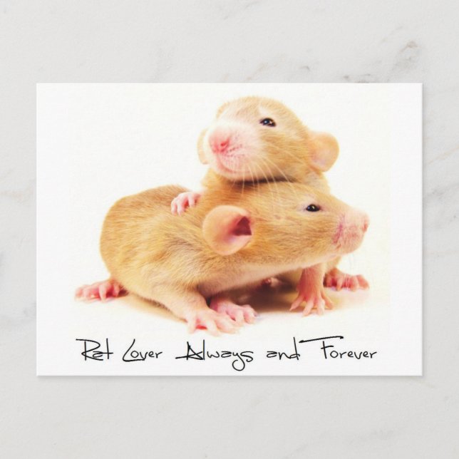 Ratten-Liebhaber immer und für immer Postkarte (Vorderseite)