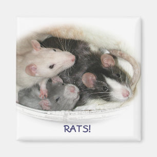 RATTEN! MAGNET