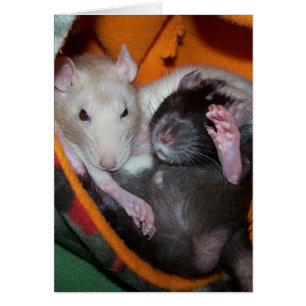 Ratten sind für Kissen gut