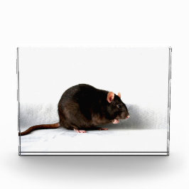 Rattenpfanne Fotoblock