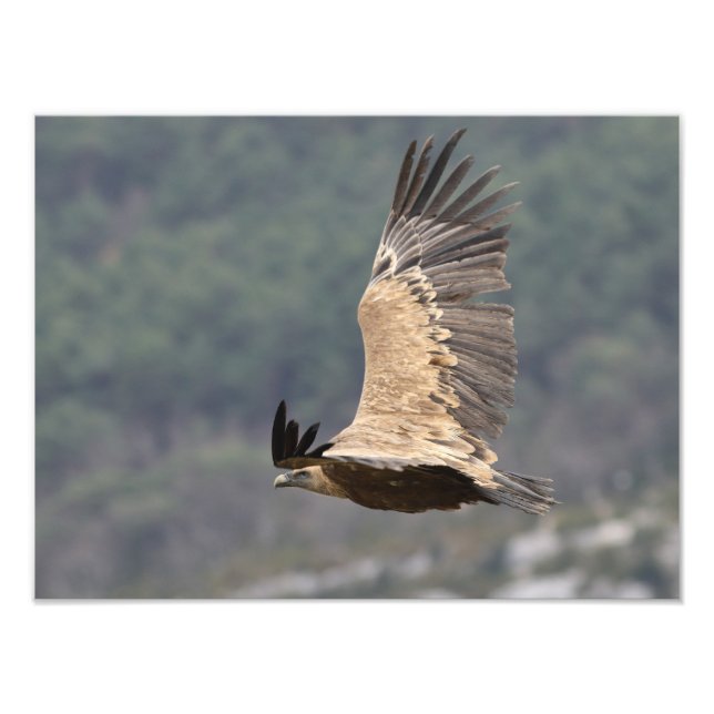 Rattenposter Fotodruck (Vorne)