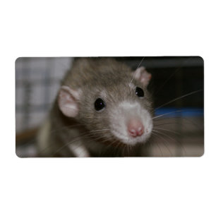 Rattenrat