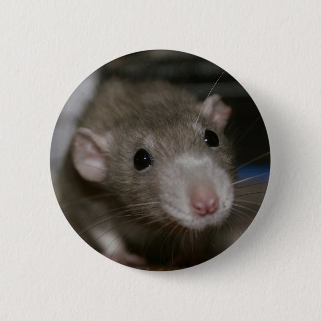 Rattenrat Button (Vorderseite)