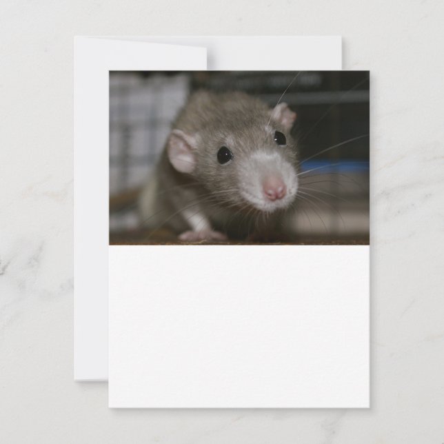 Rattenrat Einladung (Vorderseite)