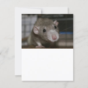 Rattenrat Einladung
