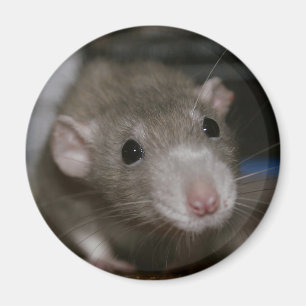 Rattenrat Magnet