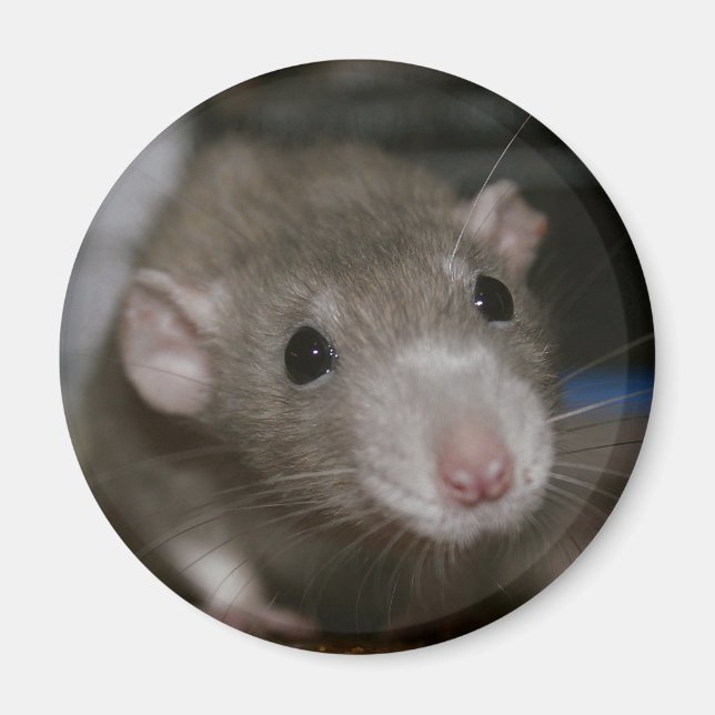 Rattenrat Magnet (Vorne)