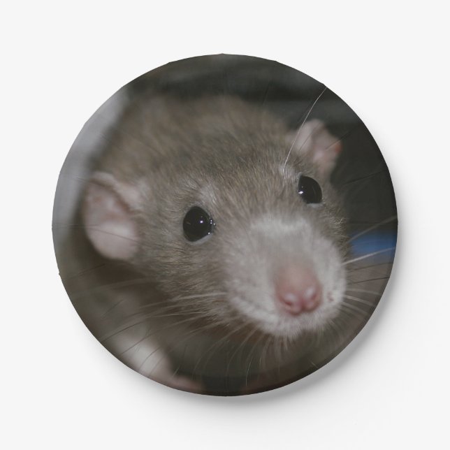 Rattenrat Pappteller (Vorderseite)